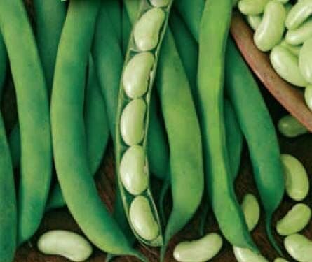 Cannellino Organic French Bean Seeds Cannellino Organic French Bean Seeds