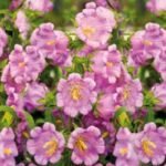 Canterbury Bell Flower Seeds