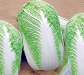 Capitol H Chinese Cabbage Seeds