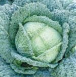 Capriccio H Savoy Cabbage Seeds