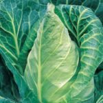Caramba H White Cabbage Seeds