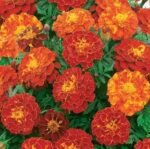 Carmen French Marigold Seeds
