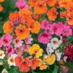 Carnival Nemesia Seeds