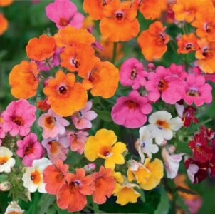 Carnival Nemesia Seeds