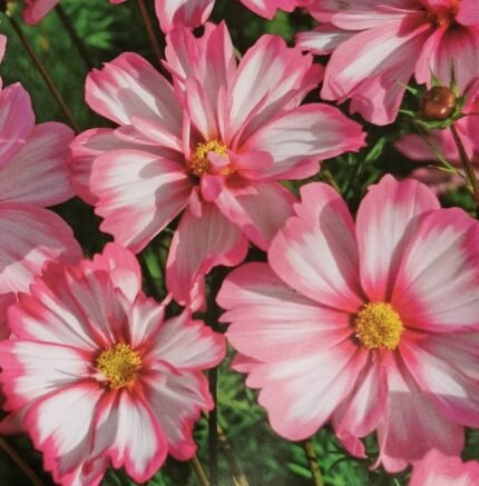 Carriola Garden Cosmos Seeds
