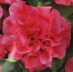Cascade H Pink Petunia Grandiflora Seeds