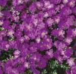 Cascade Purple Aubrieta Hybrid Seeds