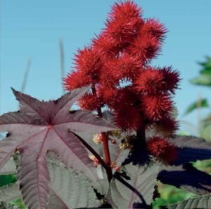 Castor Oil Plant Seeds