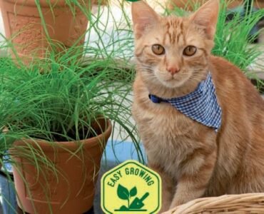 Cat Grass Seeds