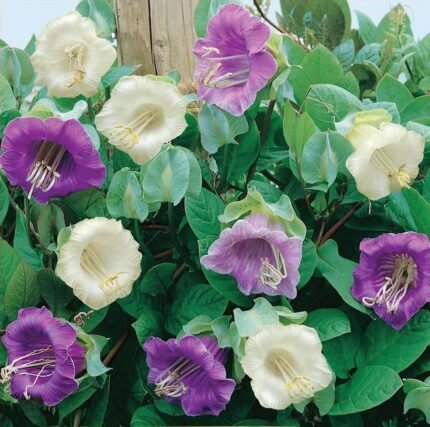 Cathedral Bells Seeds