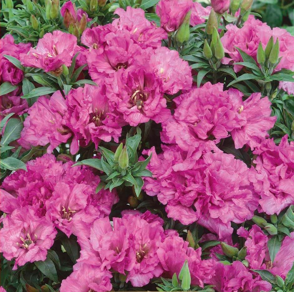 Cattleya Godetia Azalea Seeds Cattleya Godetia Azalea Seeds