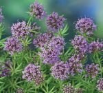 Caucasian Crosswort Seeds