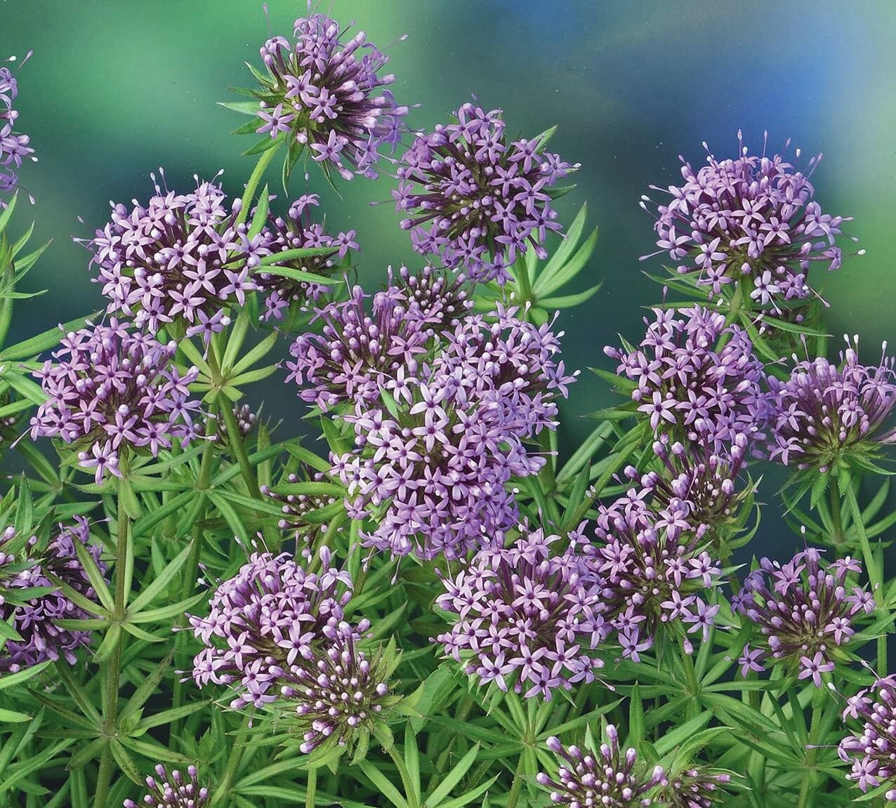 Caucasian Crosswort Seeds Caucasian Crosswort Seeds