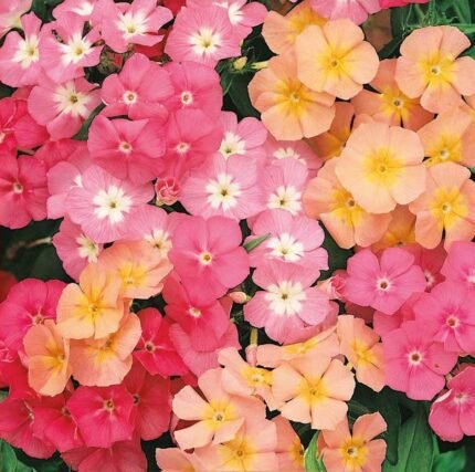 Cecily Annual Phlox Seeds