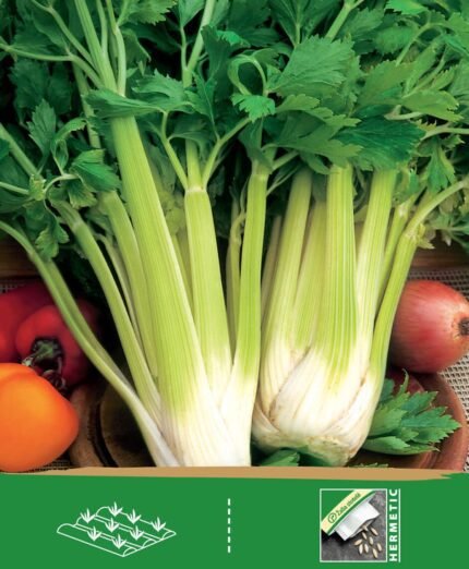 Celery & Celeriac Seeds