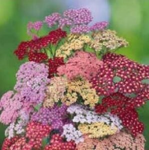 Cerise Queen Yarrow Fernleaf Flower Seeds