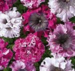 Cerny`s Triumph Petunia Grandiflora Seeds
