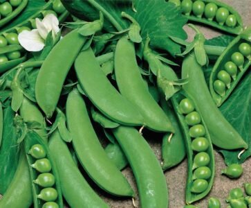 Cetris Wrinkled Pea Seeds