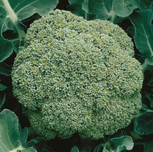 Cezar Broccoli Seeds