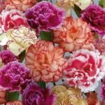 Chabaud Enfant De Nice Clove Pink Flower Seeds Mix of 4