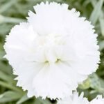 Chabaud Jeanne Dionis Clove Pink Flower Seeds