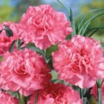Chabaud La France Clove Pink Flower Seeds