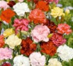 Chabaud Mix Carnation Flower Seeds
