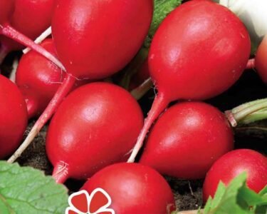 Champion Radish Seeds