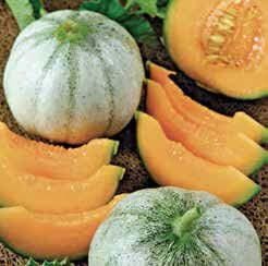 Charentais Melon Seeds