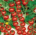 Cherrola H Tomato Seeds