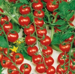 Cherrola H Tomato Seeds