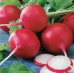 Cherry Belle Radish Seeds