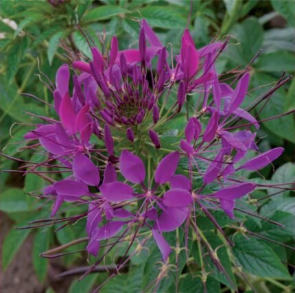 Cherry Queen Spider Flower Seeds