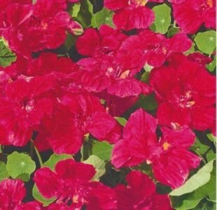 Cherry Rose Dwarf Nasturtium Seeds