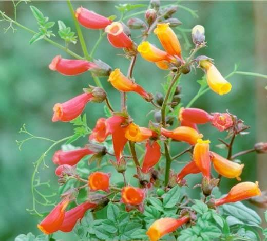 Chilean Glory Flower Seeds Chilean Glory Flower Seeds