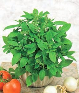 Cinnamon Sweet Basil Seeds