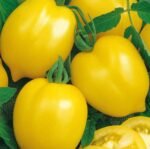 Citrina Tomato Seeds