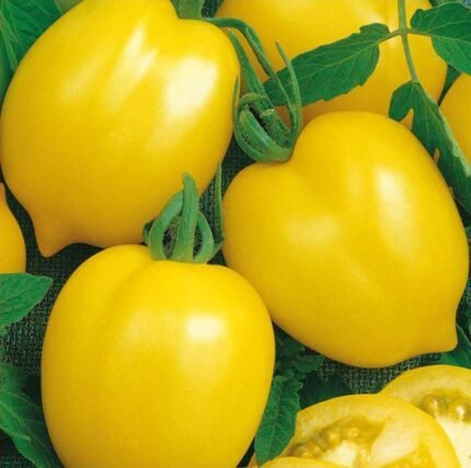 Citrina Tomato Seeds