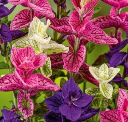 Clary Flower Mix Seeds
