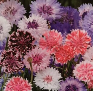 Classic Artistic Cornflower Seeds