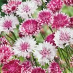 Classic Romantic Cornflower Seeds