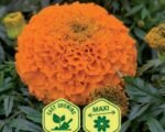 Clinton African Marigold Seeds