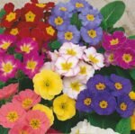 Colossea Primroses Seeds