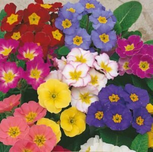 Colossea Primroses Seeds