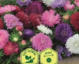 Colour Carpet China Aster Mix Seeds
