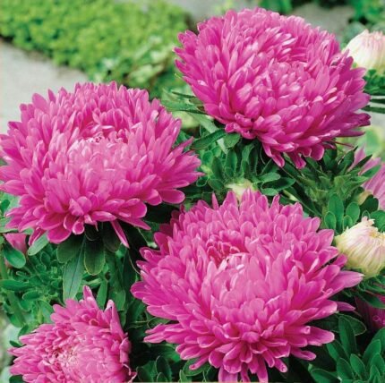 Colour Carpet Pink Dwarf China Aster Seeds