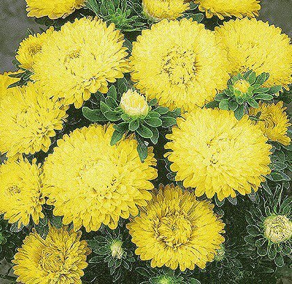 Colour Carpet Yellow Dwarf China Aster Seeds
