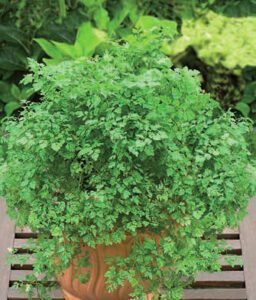 Common Chervil Seeds