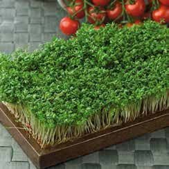 Common Garden Cress Seeds