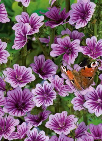Common Mallow Zebrina Seeds